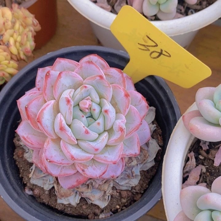 多肉植物，开心多肉，粉丝福利场