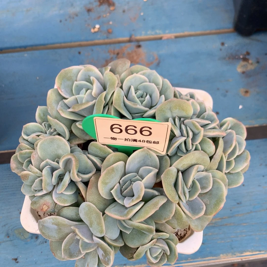 可爱玫瑰朵朵树一物一拍666