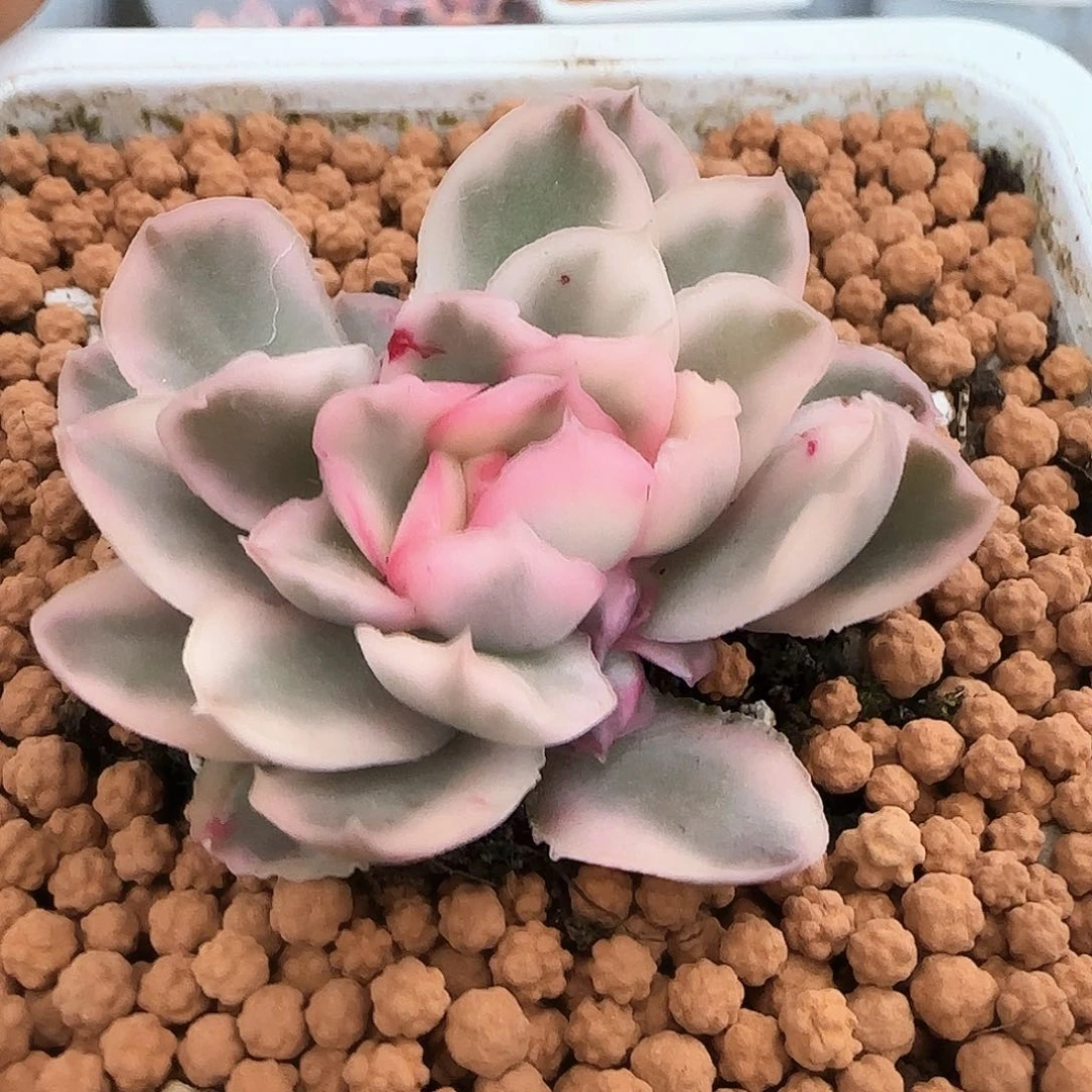 379紫蝴蝶锦多肉