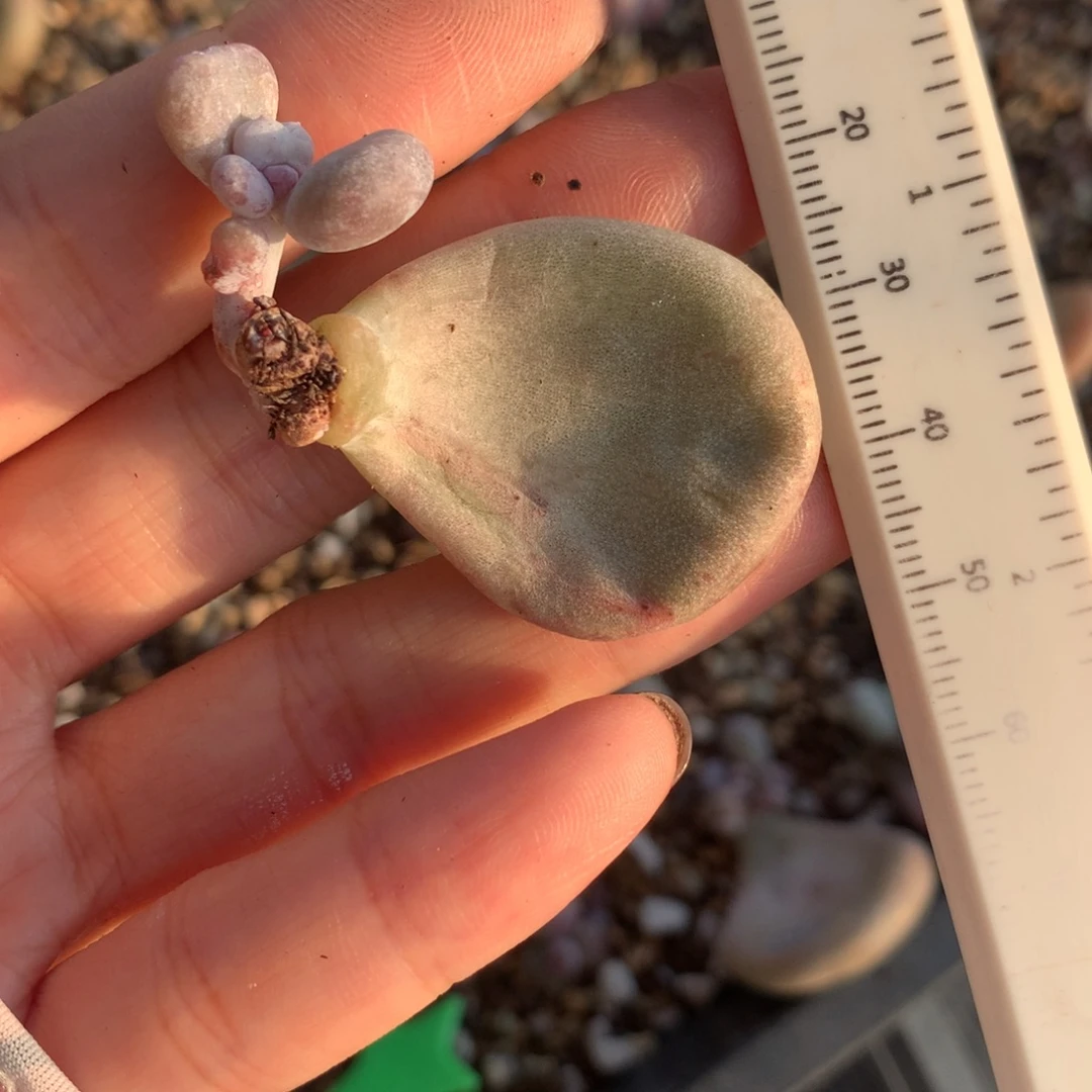 油煎奶酪 不满28发到付 发一片叶