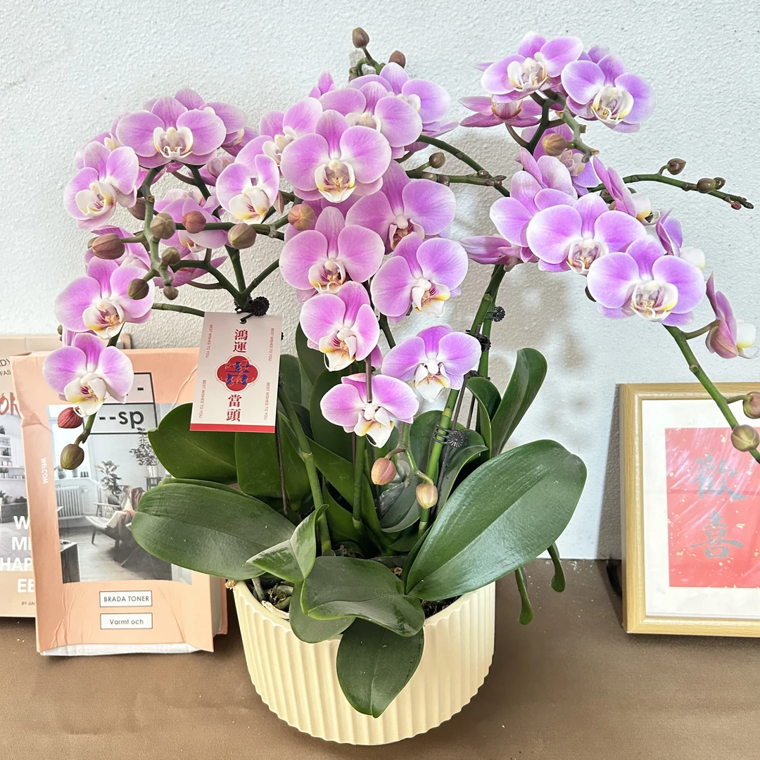 蝴蝶兰《优雅 》优质苗青带花带花苞 源头基地直发