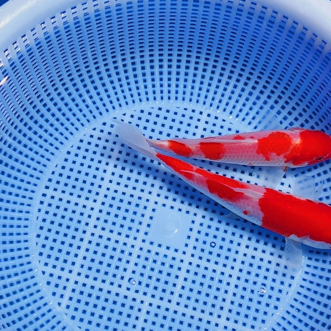 锦鲤锦鲤观赏鱼11111