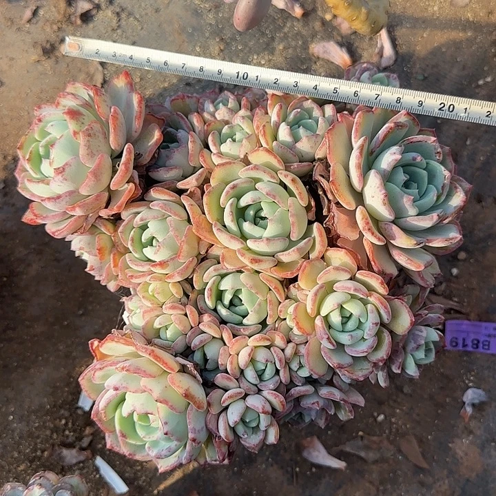 千山雪237多肉植物一物一拍