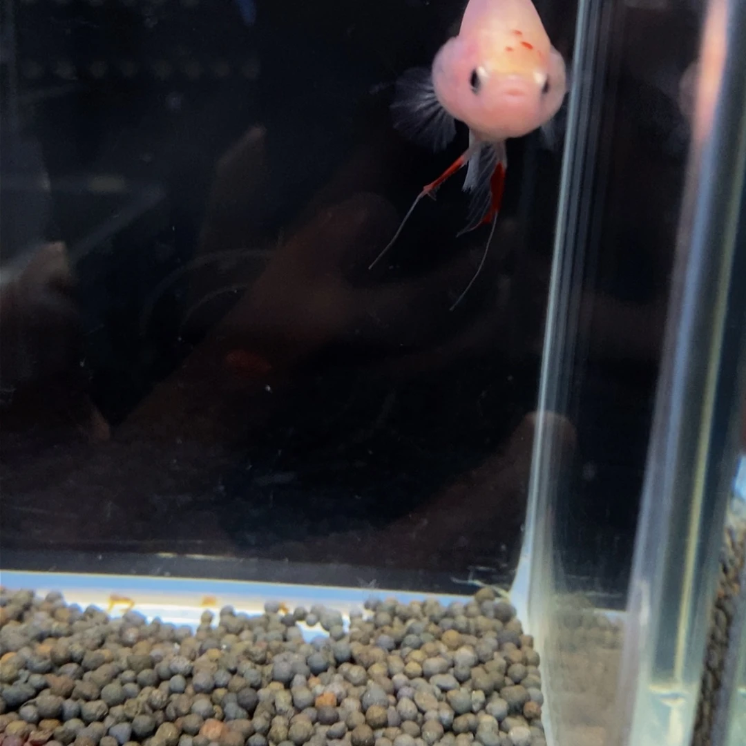 热带鱼公275巨斗