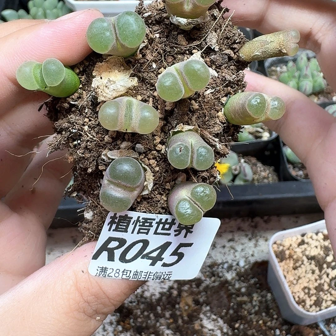 的植物多肉植物nnmm