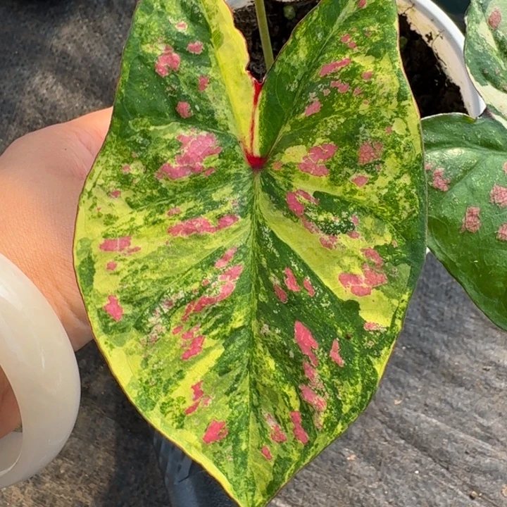 完全开放泰国彩叶芋3