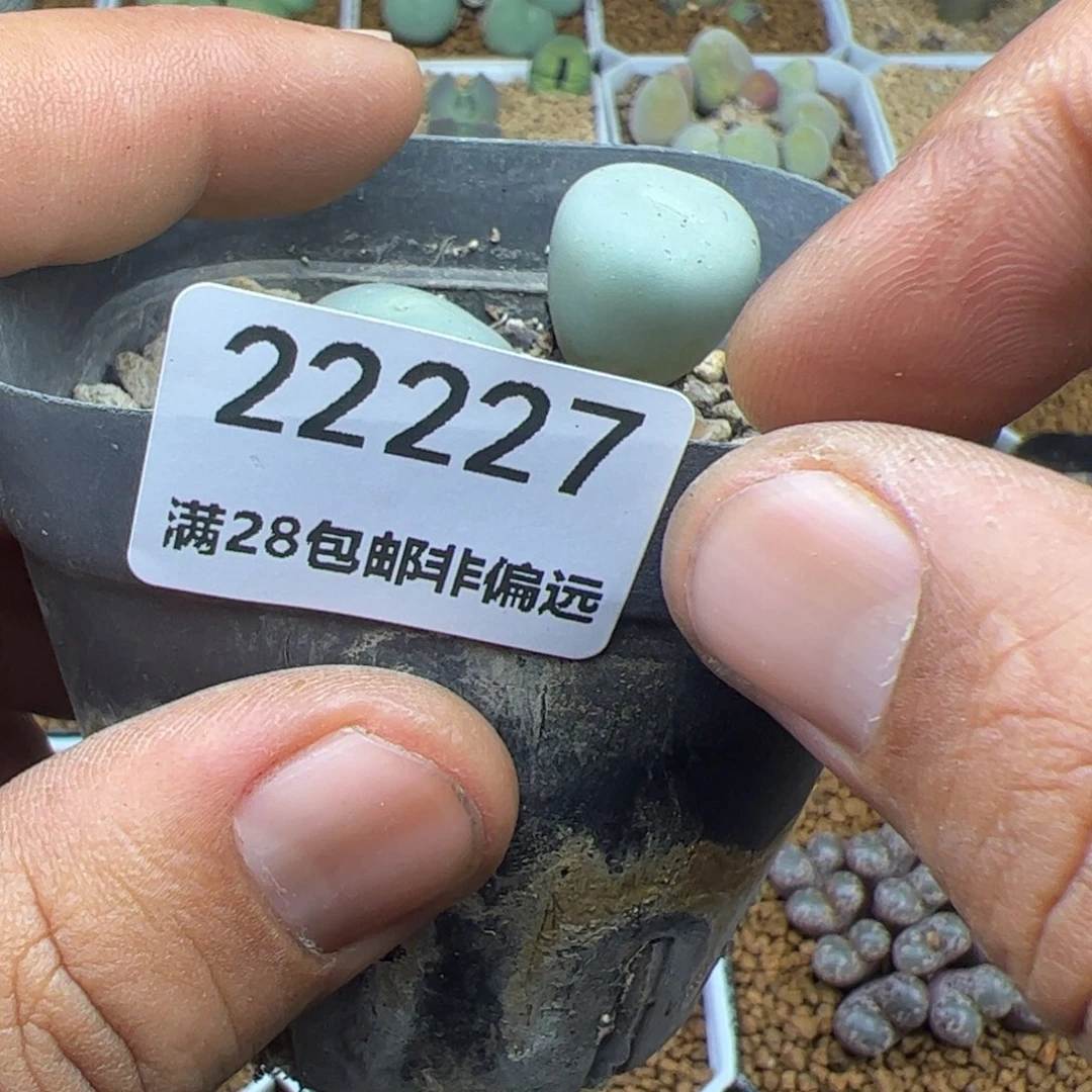 蜕*大家过年好22227