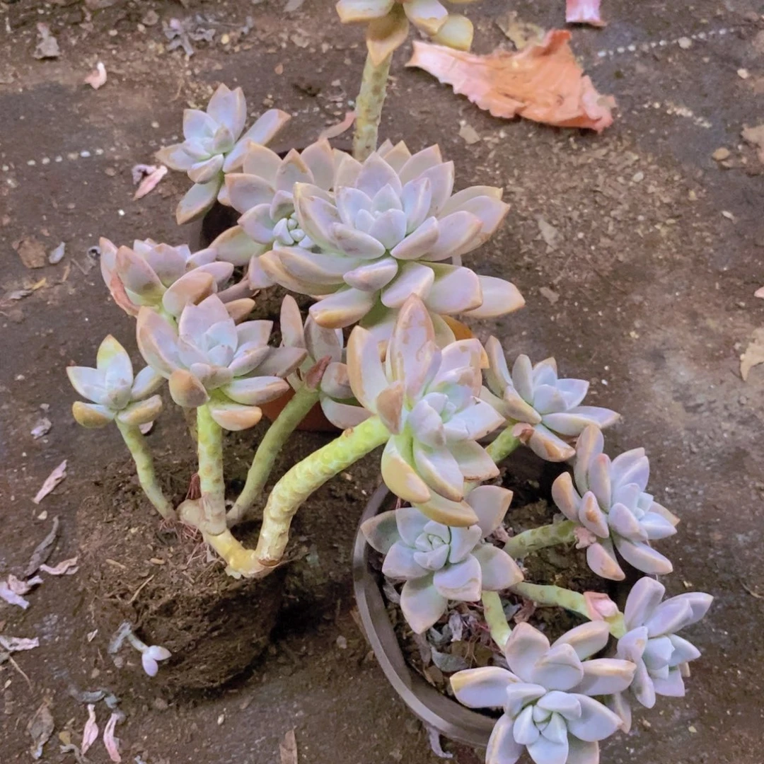 淡雪整桩整群三盆，120杯