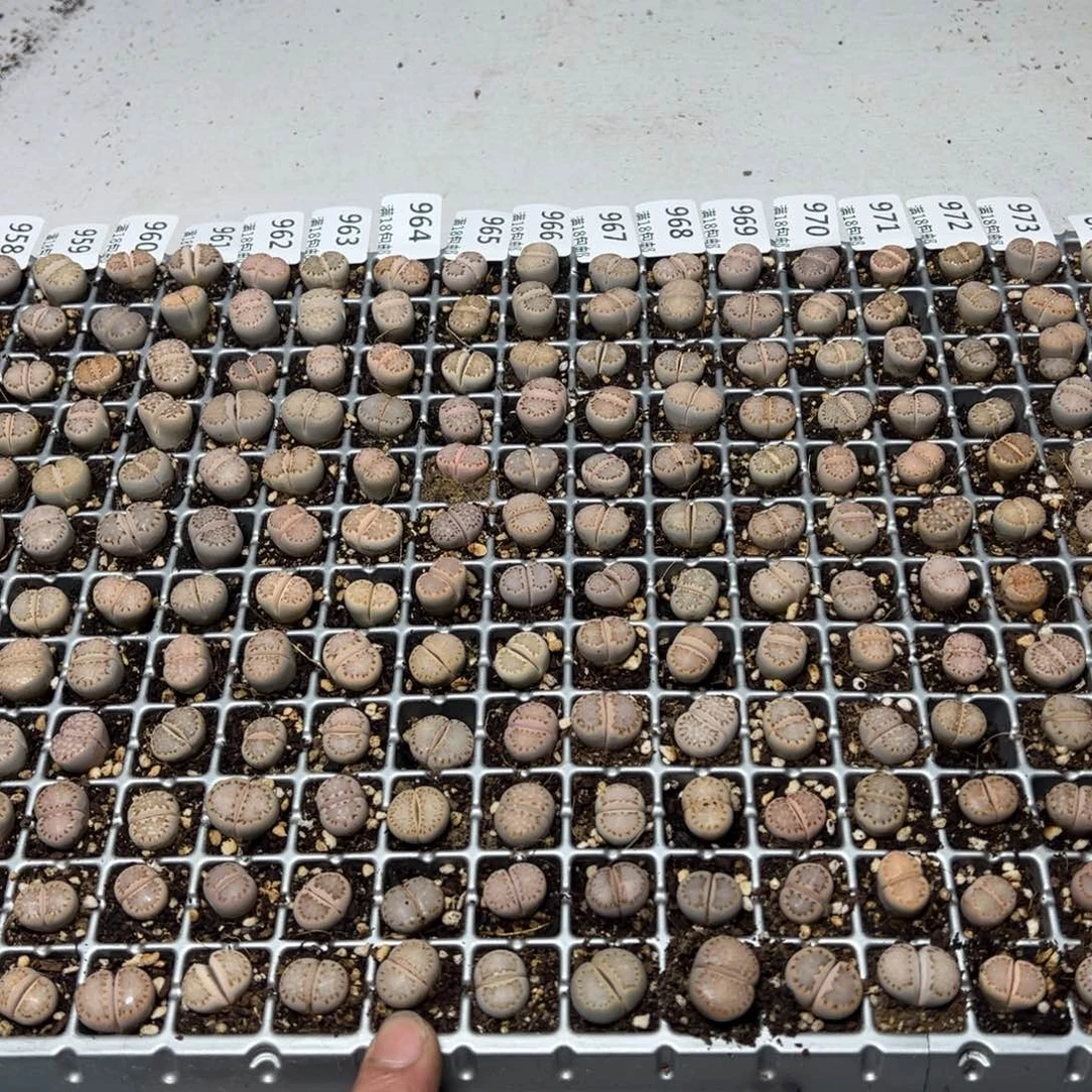 【闪购商品】 965.