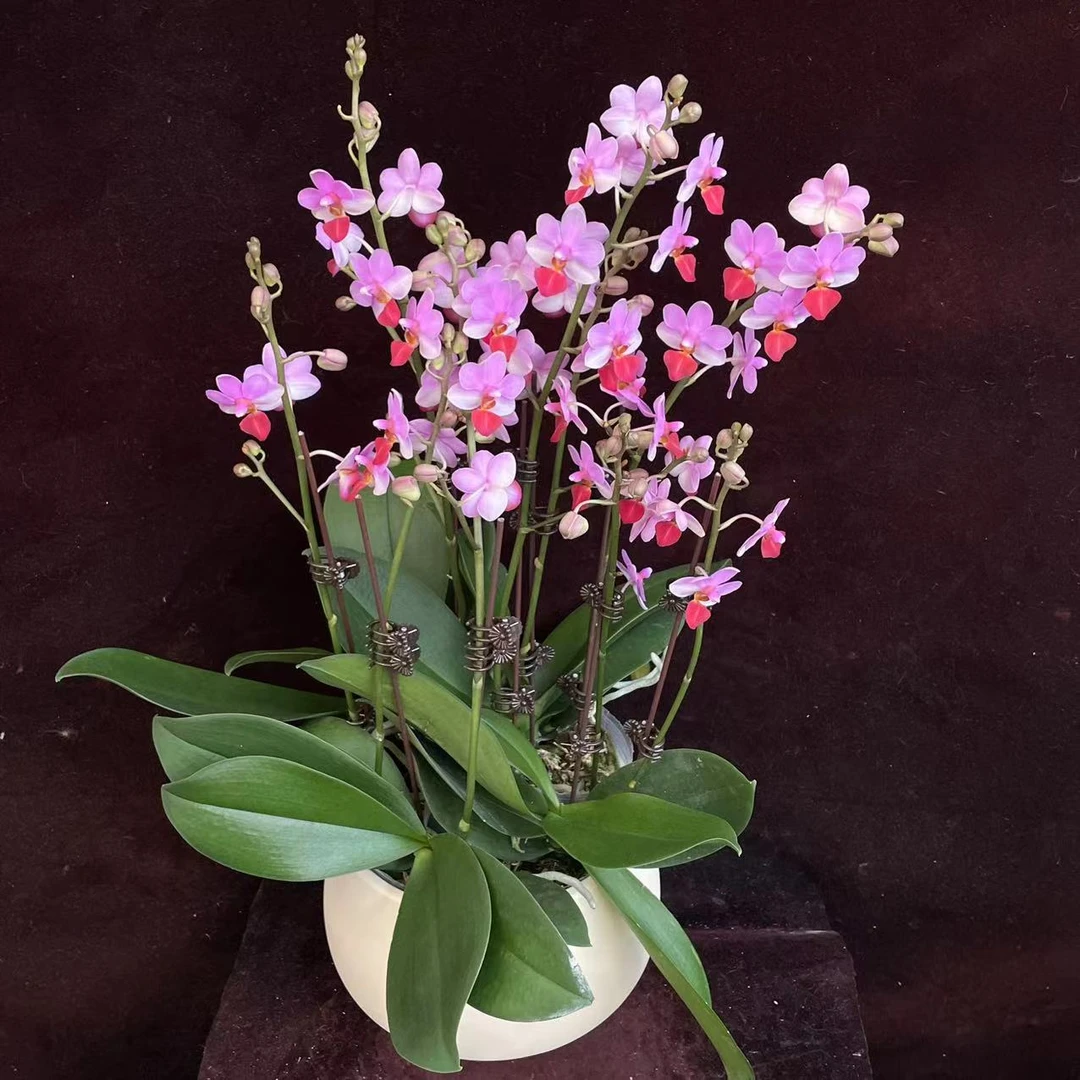喜兰精选【刘氏天使】 年宵花 紫粉色 精致可爱 高级精美 蝴蝶兰