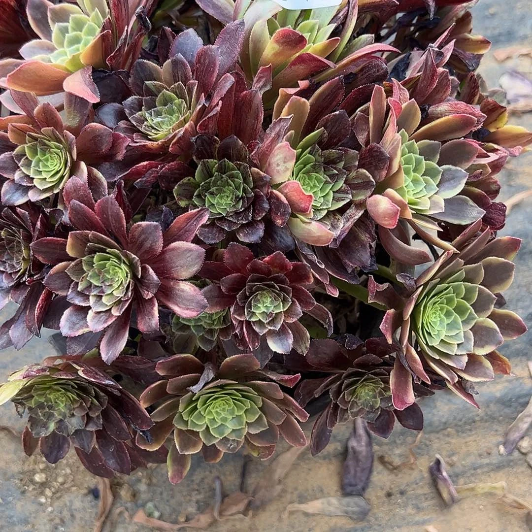 暖****海6.4-81莫兰迪多肉植物1