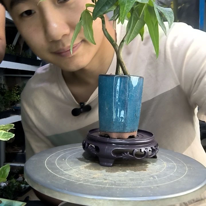 ?*?中青园艺一物一拍264
