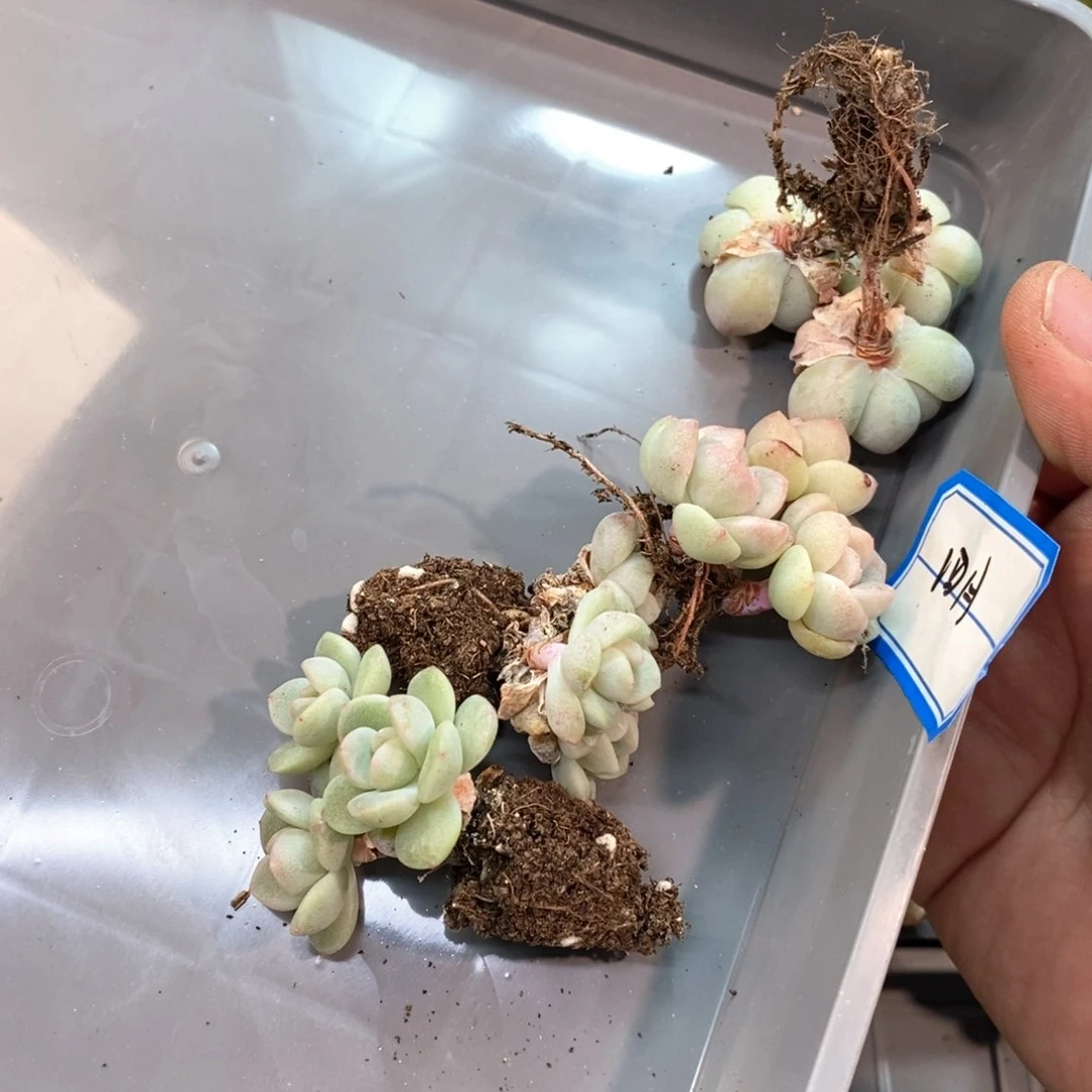 四*四月四颗冰玉自选专拍