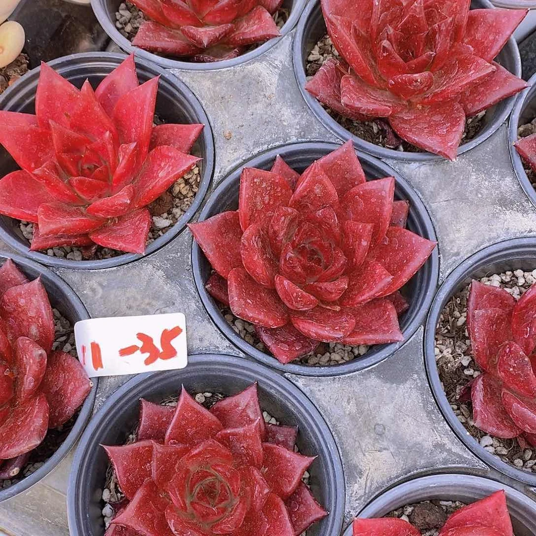 11-35 罗宾大单头一颗量拍