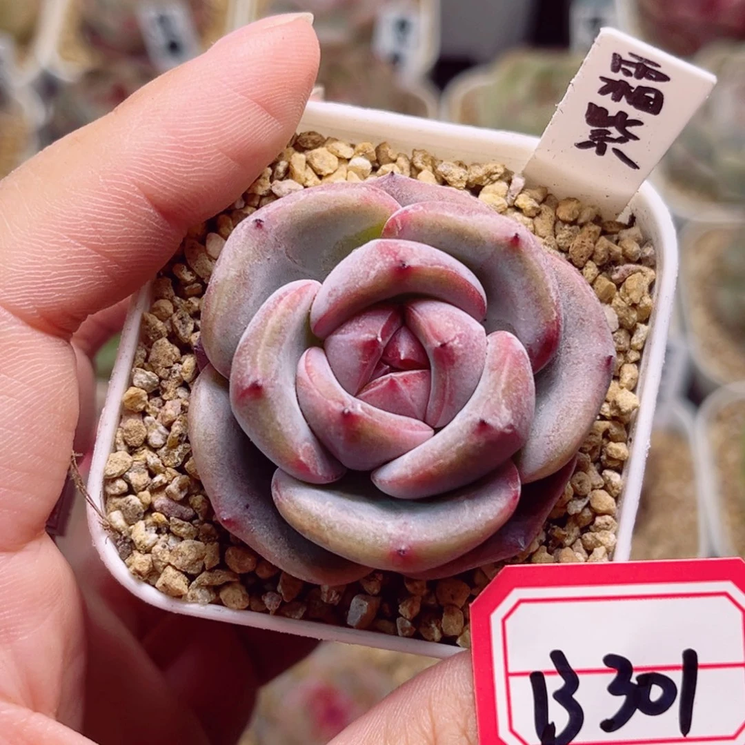 B301一物一拍 霜紫