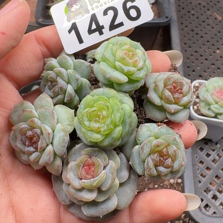 多肉植物多肉植物