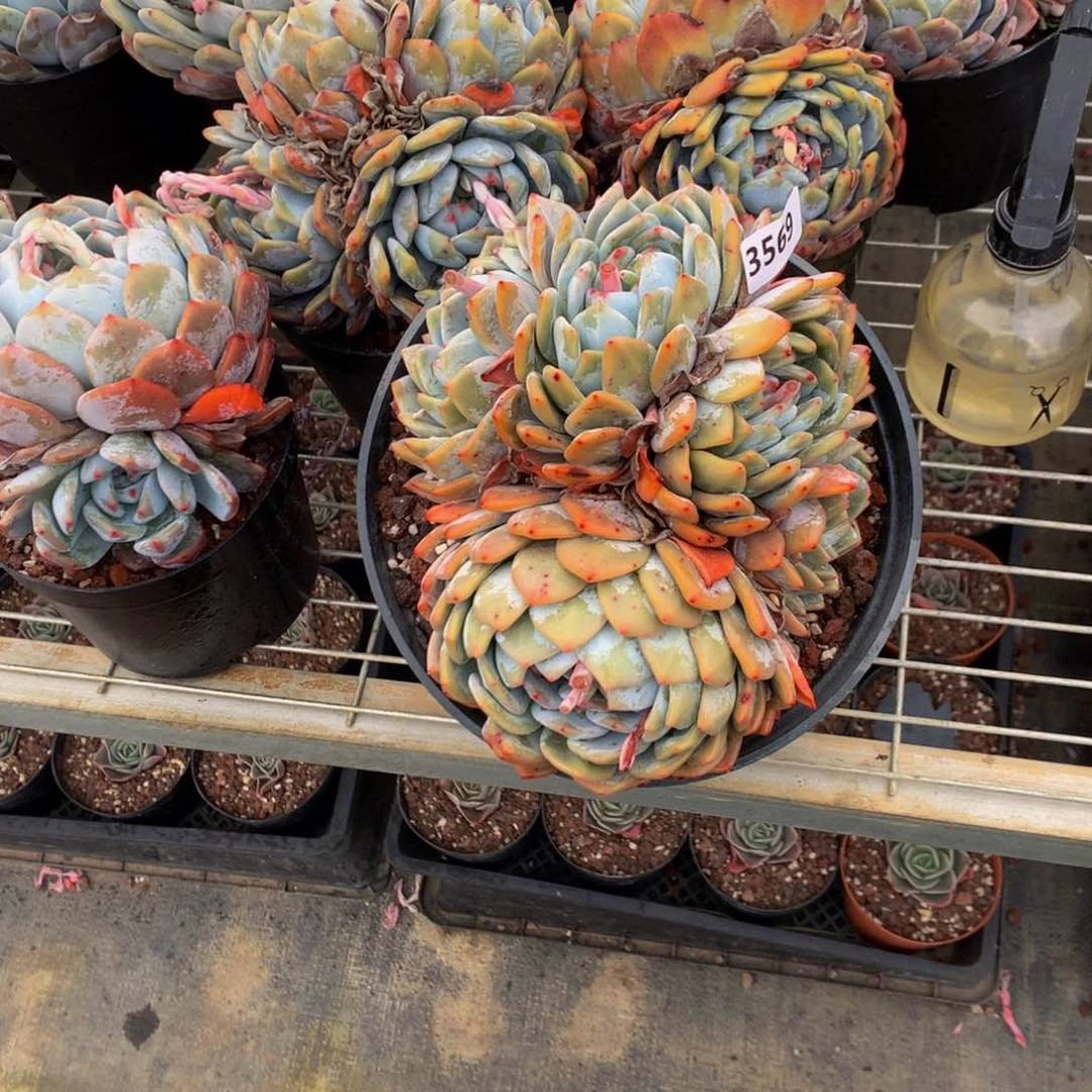 用****03569嗯嗯嗯我也觉得挺喜欢