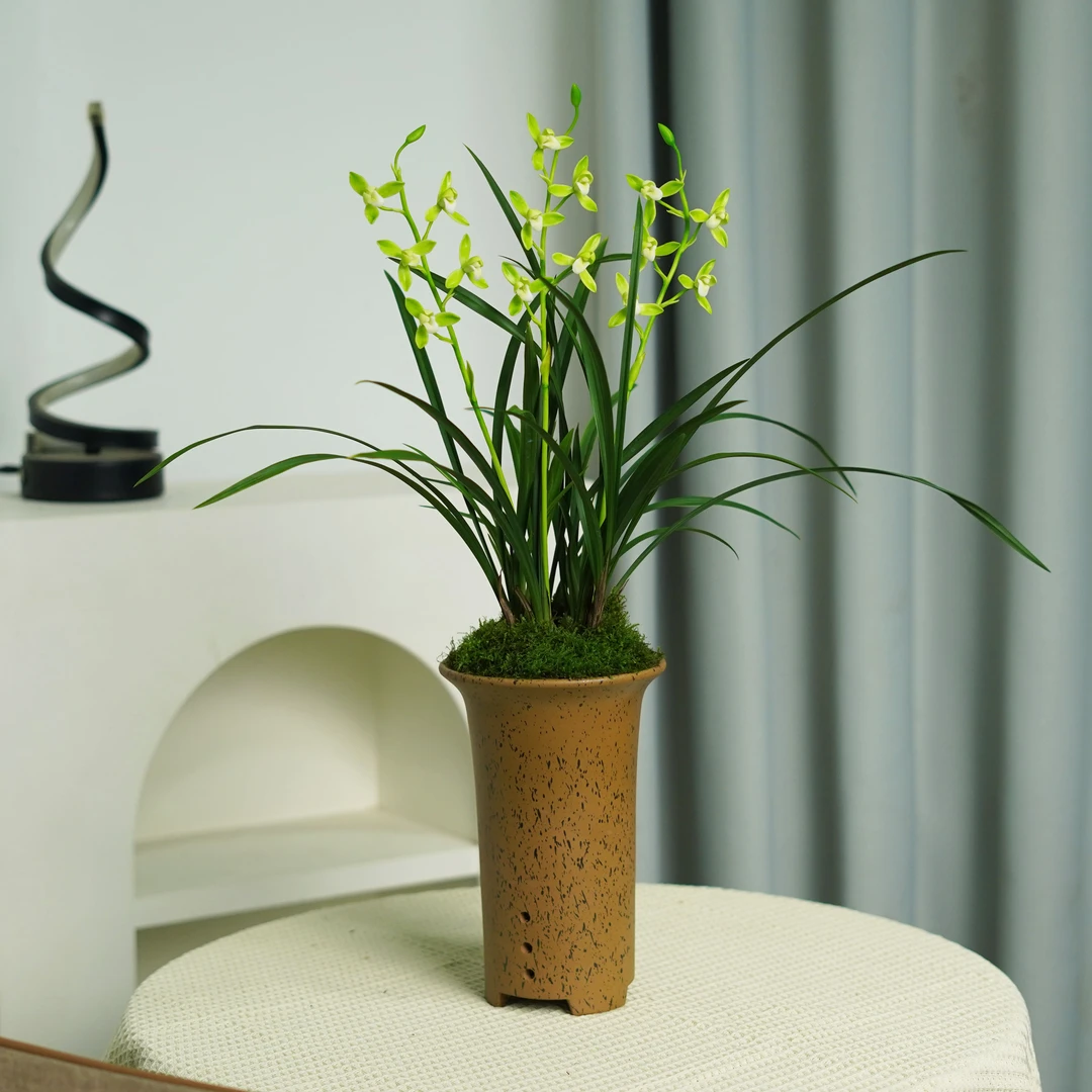 铁骨素梅带花剑 紫砂花盆种好发货花期7-11月