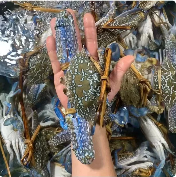 海哥鲜速达 兰花蟹熟发 香辣口味 750克*4盒