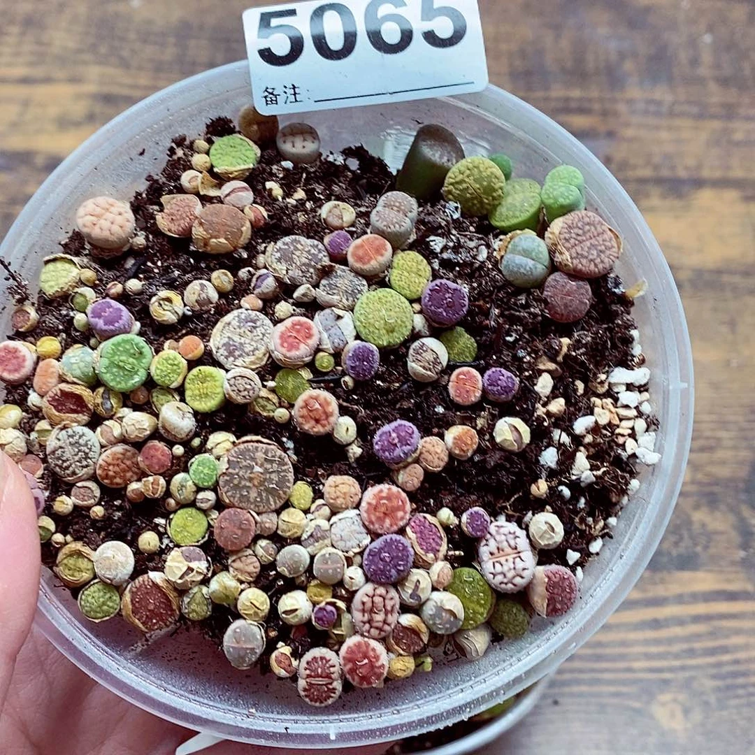 5065啊啊啊啊啊啊