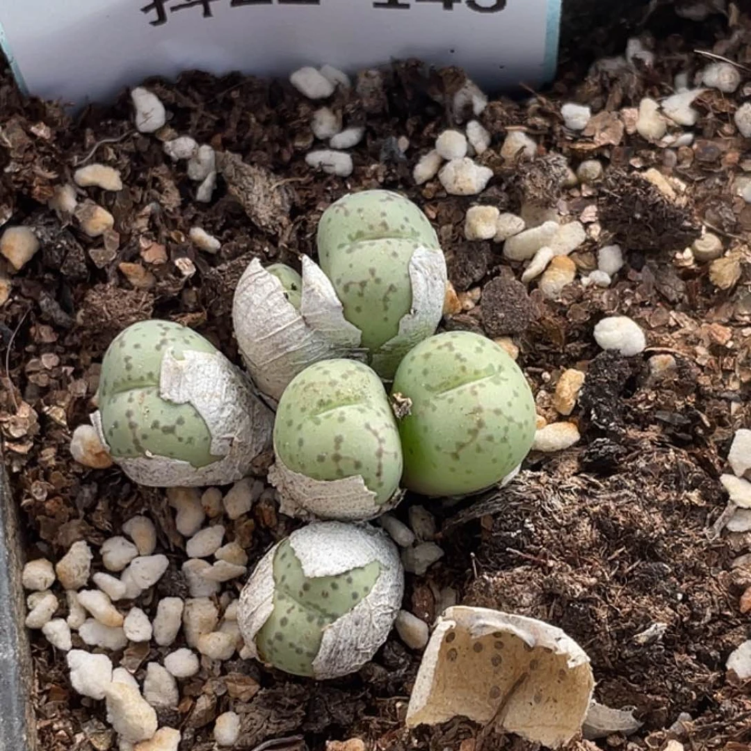 22-143荧光猴多肉植物