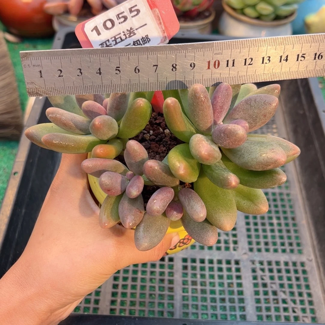 表妹精品多肉植物1055.