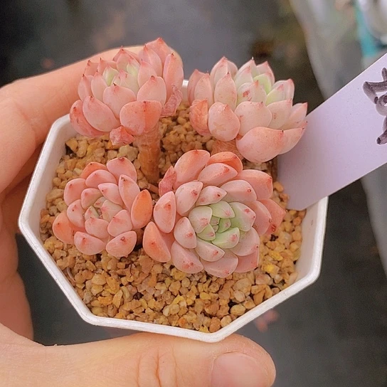 204多肉植物老桩