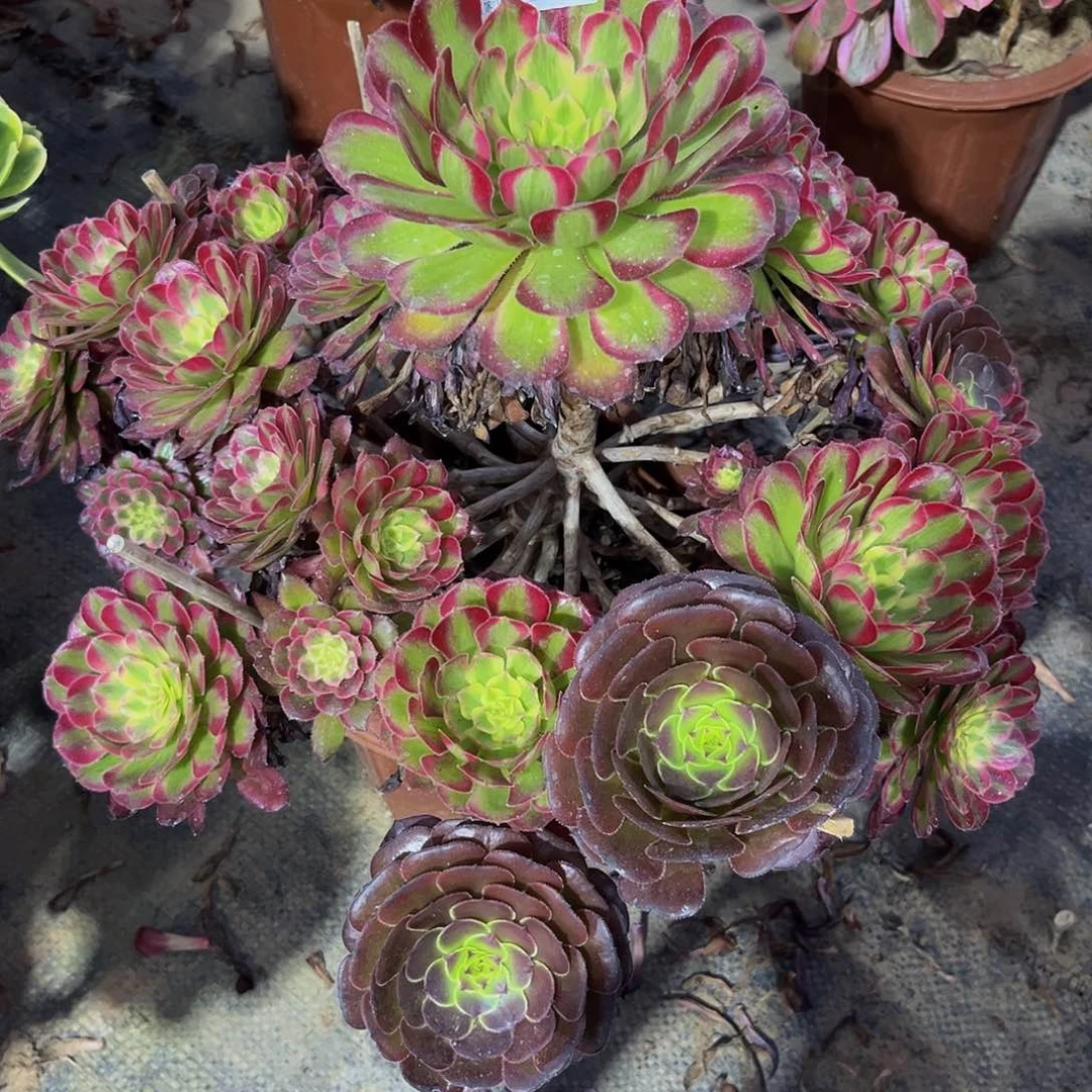 红福轮多年肉值物273