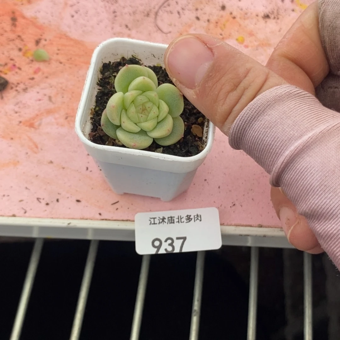 标签937隐藏款甜心一个多肉