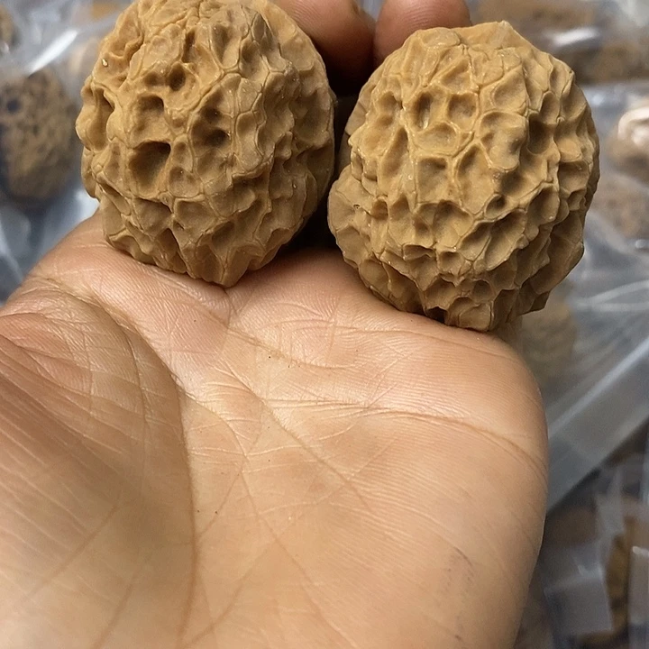 核桃云南铁核桃基地10
