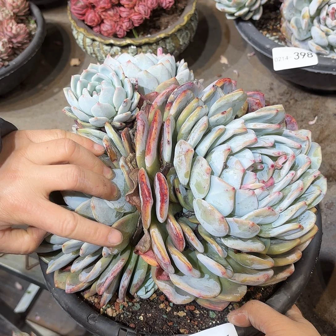 o**1同温层多肉橙子466