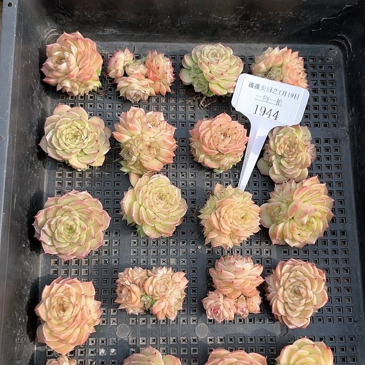 薇薇安园艺多肉1944