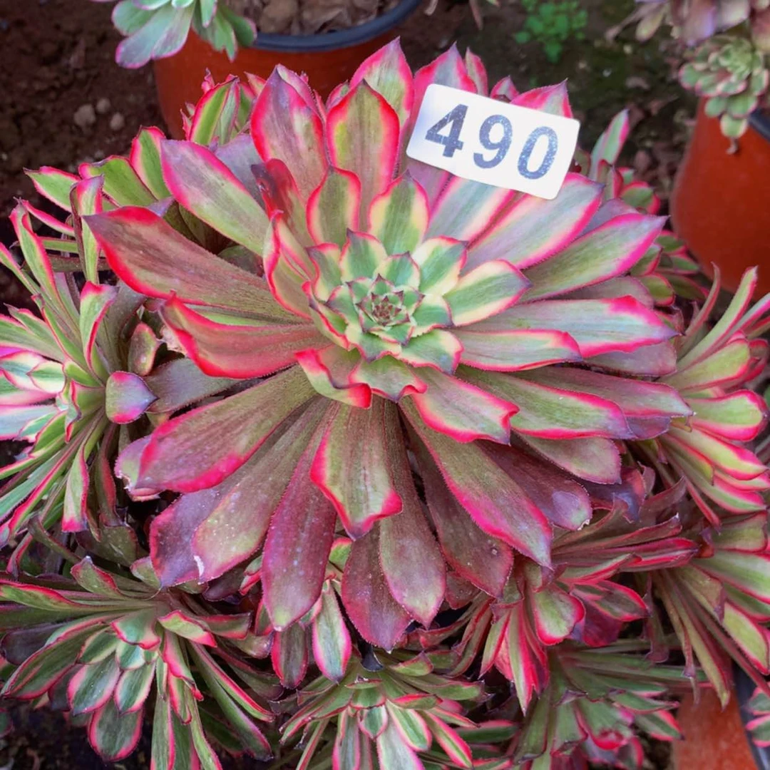 【闪购商品】490雪姬多肉