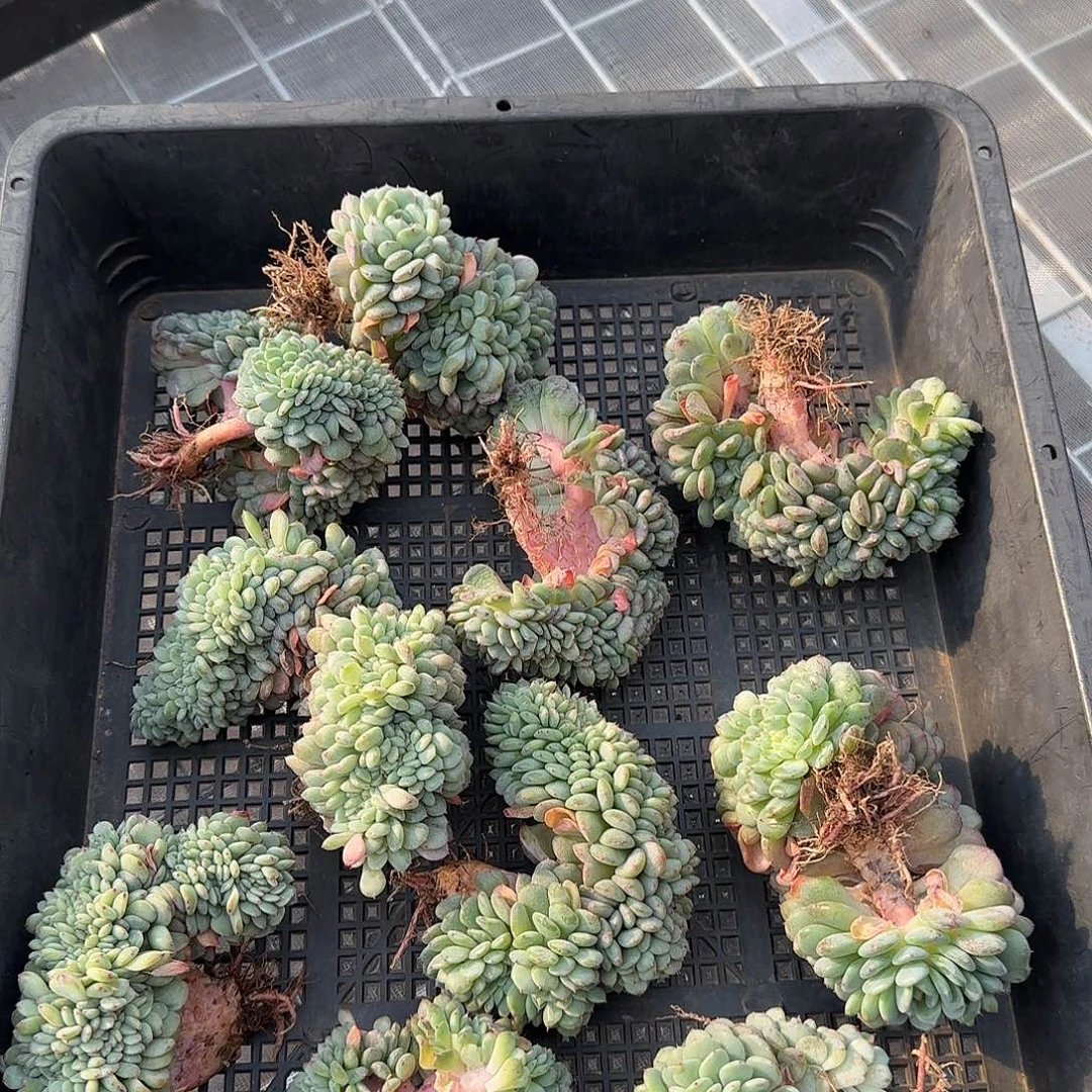 从前慢花园精选小白胖子缀