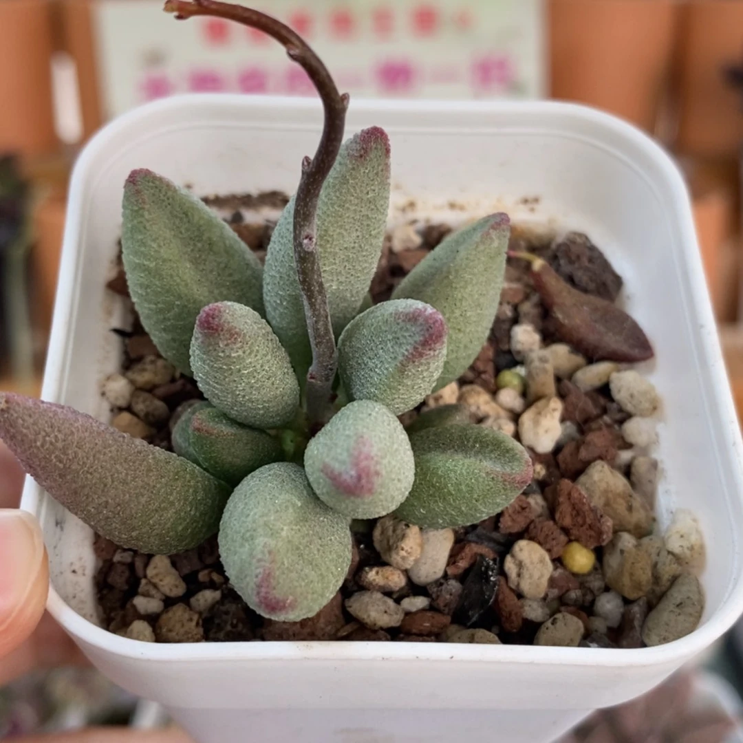 【闪购商品】无花朵大红嘴