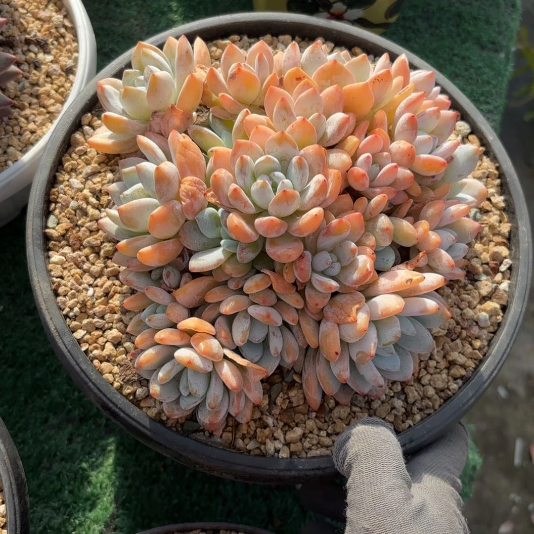 冷香88888888888多肉