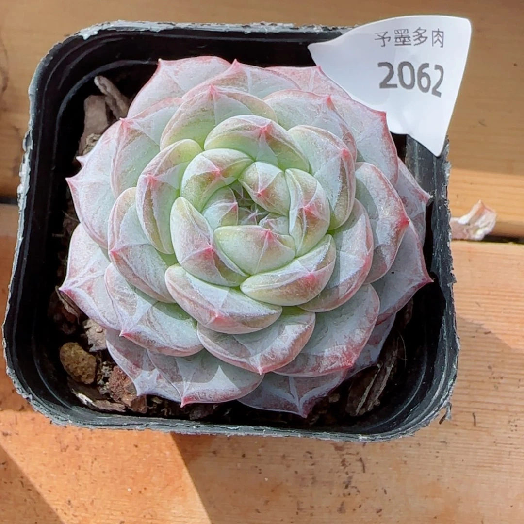 薰衣草，2062多肉植物