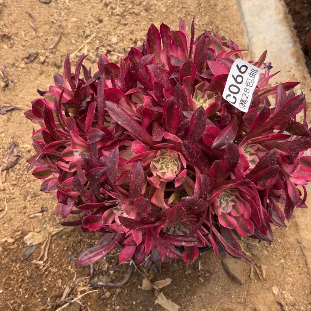 066多肉  铜壶超白