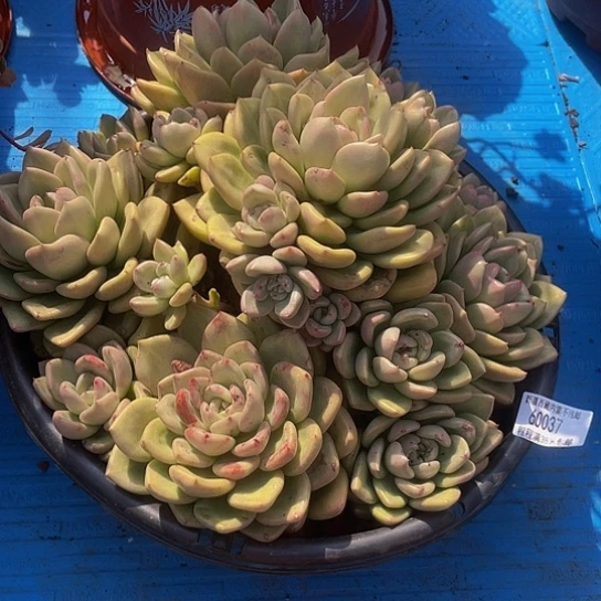 画*奶油鳄梨60037多肉