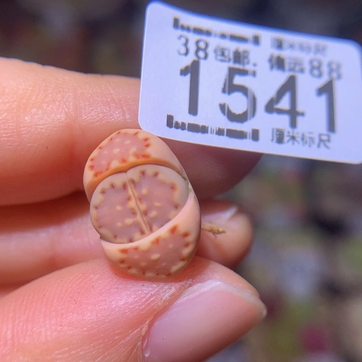 阿****干绝绝子生石花1541