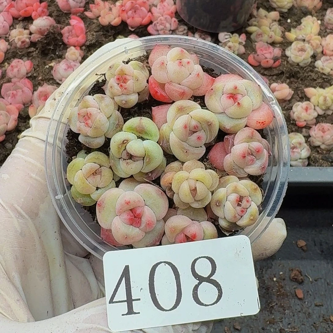 多肉植物多肉植物408