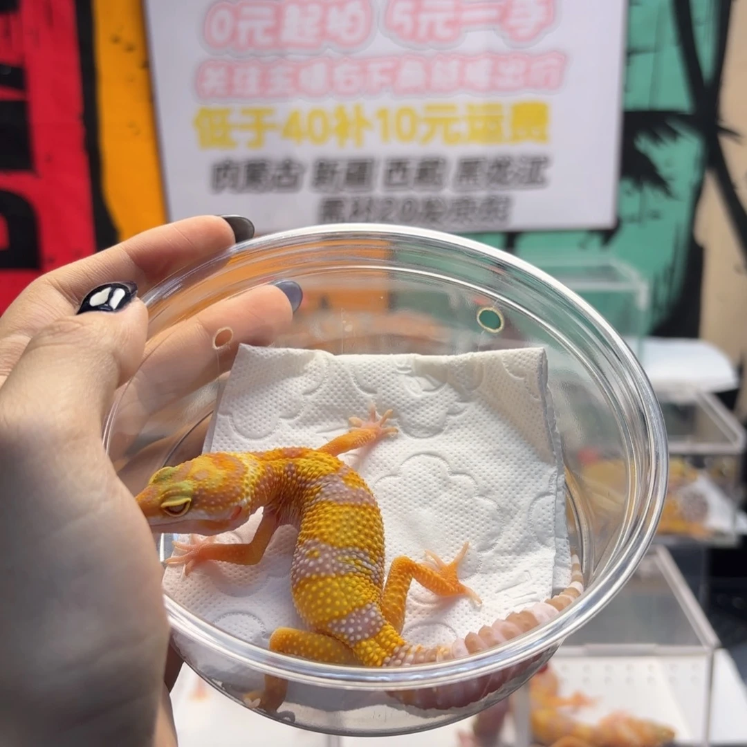 豹纹守宫白黄川普蜡笔妹妹E43