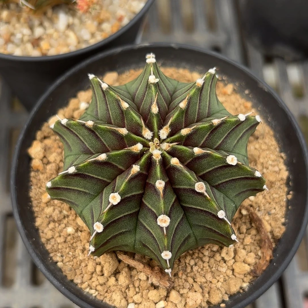 Z649-1008泰国米哈泉水+肋骨基因