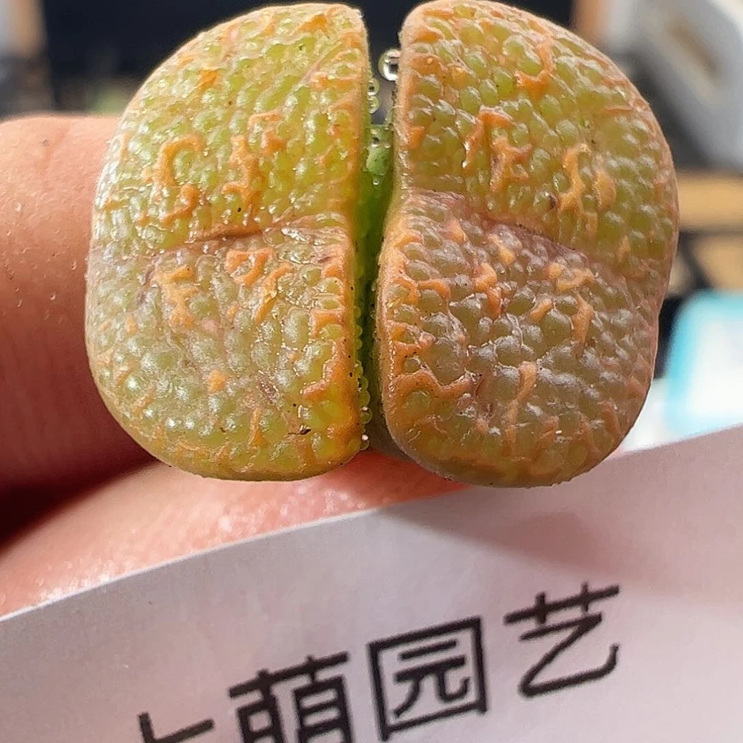 0000676 一物一拍清盒福利……