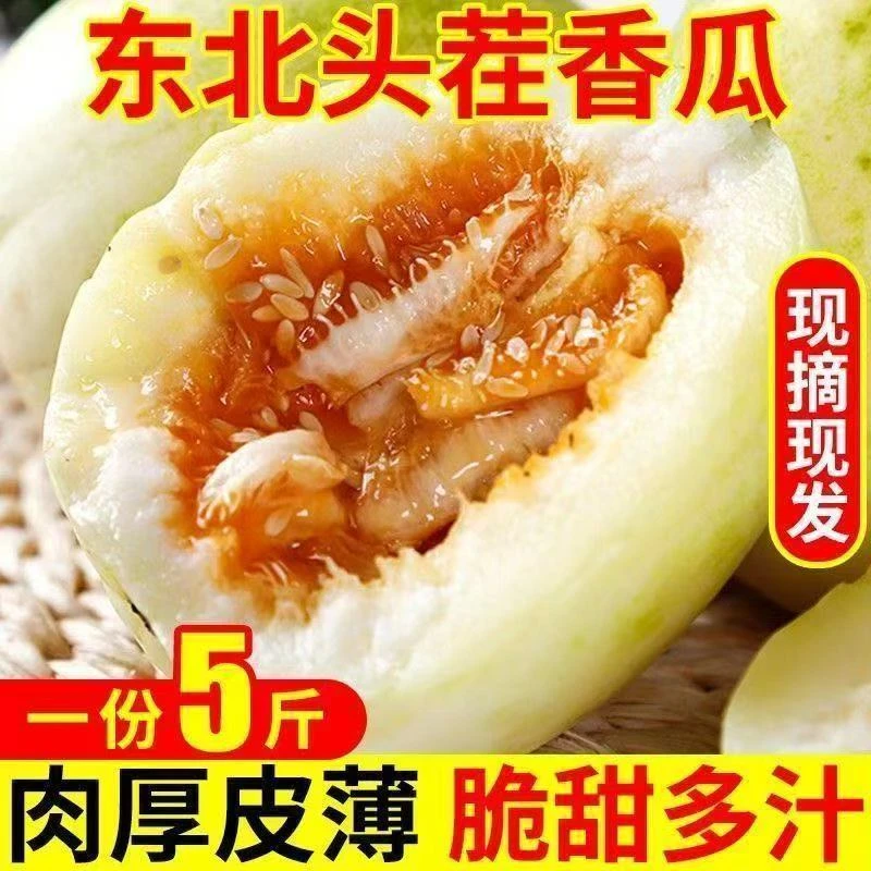 {厂家直播专用}东北黑土地老品种香瓜又脆又甜小时候的味道