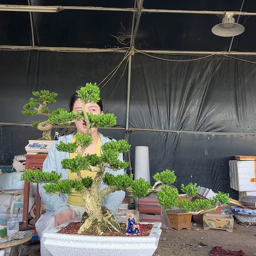 完全开放黄杨盆景