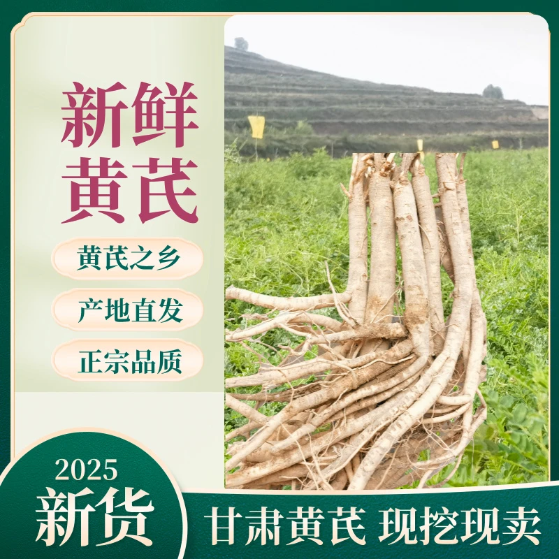 甘肃现挖新鲜黄芪 可煲汤泡饮滋补养生 整株整根大条黄芪