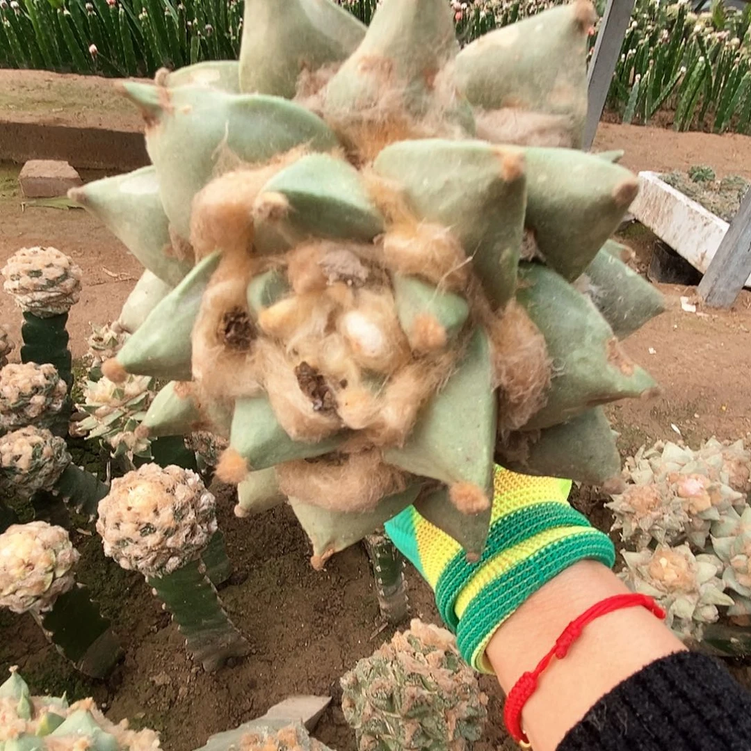 牡丹大牡丹牡丹大牡丹1