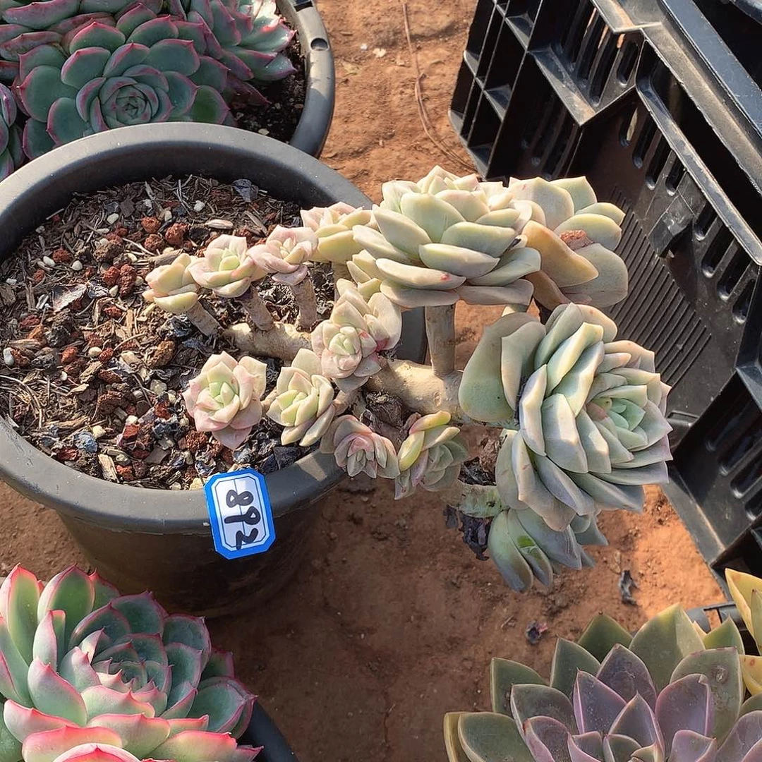 892可爱玫瑰锦一物一拍多肉