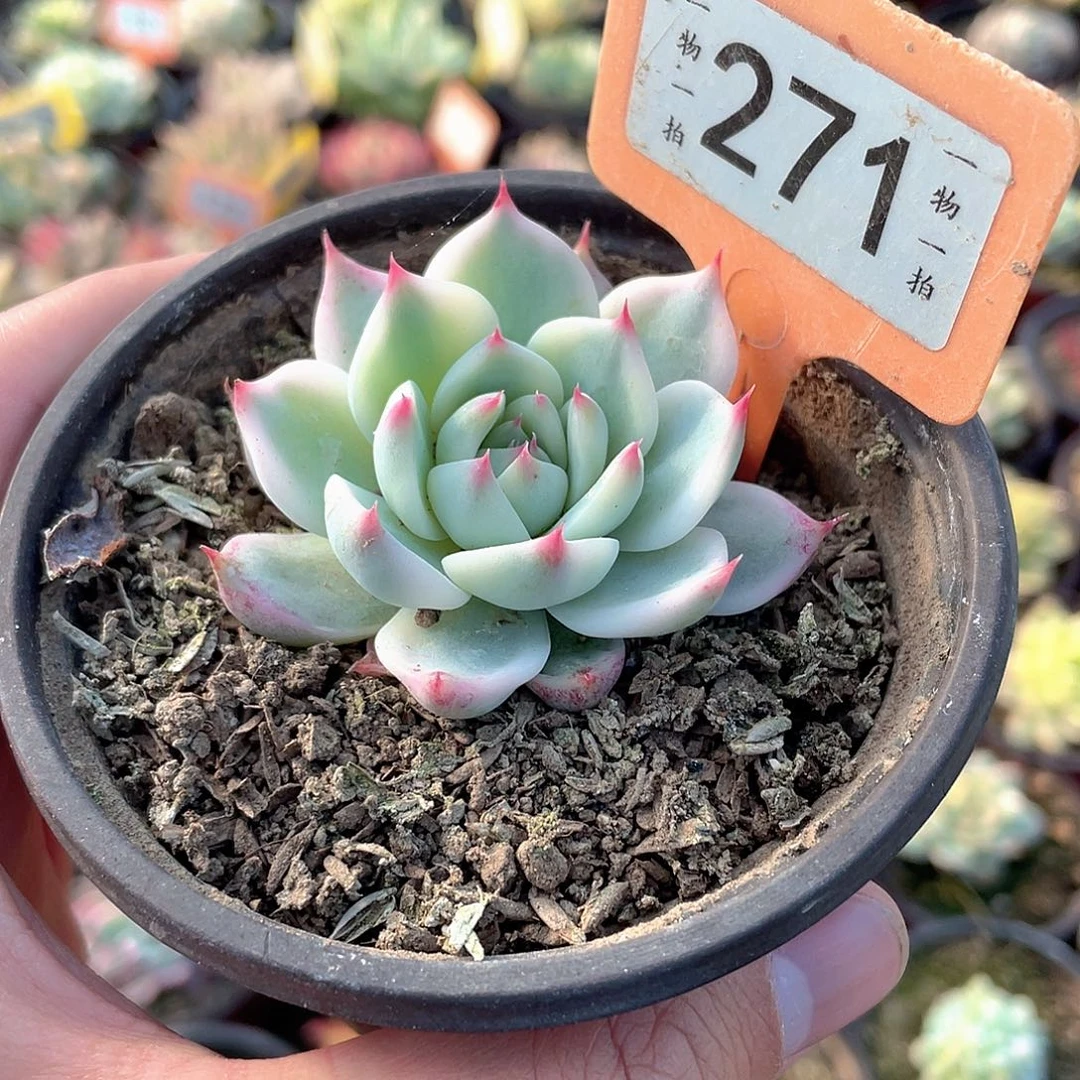 吉娃娃锦271号多肉
